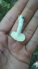 Hydnum alboaurantiacum