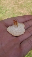 Hydnum alboaurantiacum