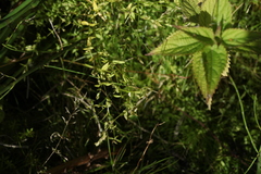 Stellaria crassifolia