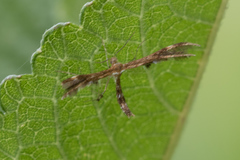 Dejongia lobidactylus
