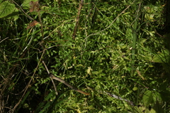 Stellaria crassifolia