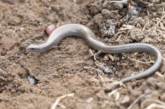 Hemiergis talbingoensis