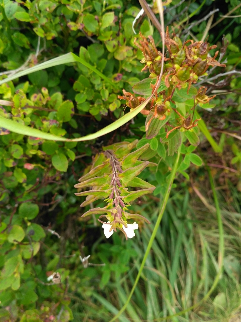 Melampyrum saxosum (Melampyrum saxosum)