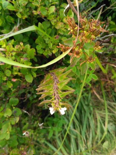 Melampyrum saxosum (Melampyrum saxosum)