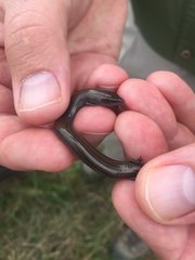 Hemiergis talbingoensis