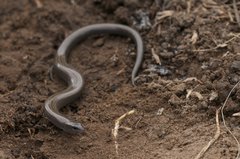 Hemiergis talbingoensis