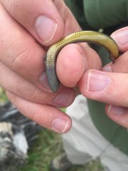 Hemiergis talbingoensis