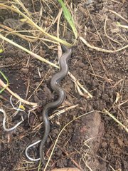 Hemiergis talbingoensis