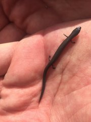 Hemiergis talbingoensis