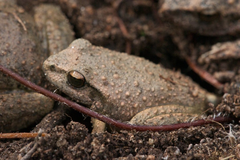 Booroolong Frog from New South Wales, AU on May 9, 2015 at 11:34 AM by ...