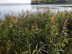 Phragmites australis