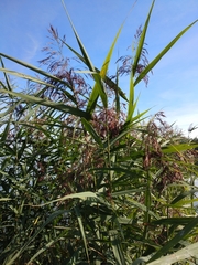 Phragmites australis