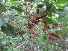 Pithecellobium unguis-cati