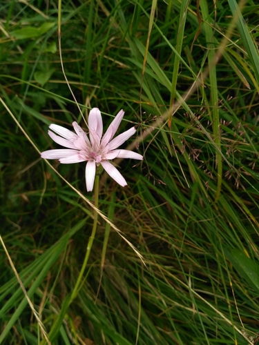Scorzonera rosea, photograph 3