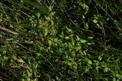 Stellaria crassifolia