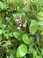 Pyrola carpatica