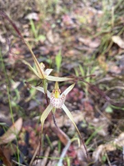 Caladenia straminichila