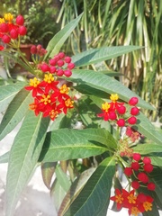 Asclepias curassavica