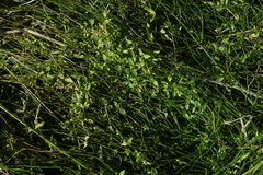 Stellaria crassifolia