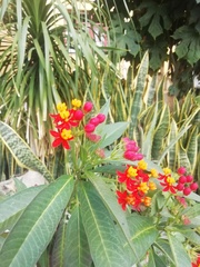 Asclepias curassavica