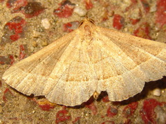 Paracolax trilinealis