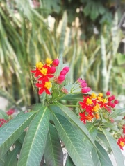 Asclepias curassavica