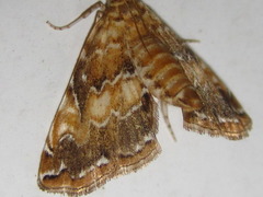 Elophila turbata