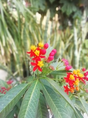 Asclepias curassavica