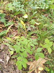 Agrimonia pilosa