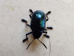 Platycorynus peregrinus