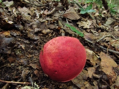 Boletus roodyi
