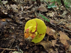 Boletus roodyi