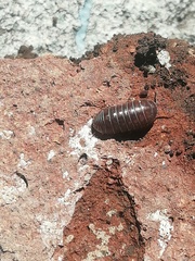 Armadillidium vulgare