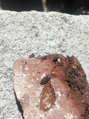 Armadillidium vulgare