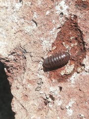 Armadillidium vulgare