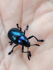 Platycorynus peregrinus