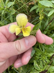 Viola lutea sudetica