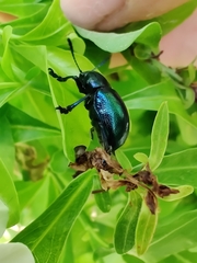 Platycorynus peregrinus