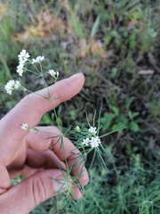 Galium glaucum