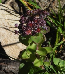 Hylotelephium anacampseros