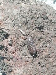 Armadillidium vulgare