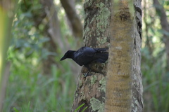 Corvus moneduloides