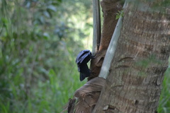 Corvus moneduloides