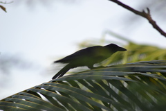 Corvus moneduloides