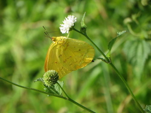 Large Orange Sulphur photo 5