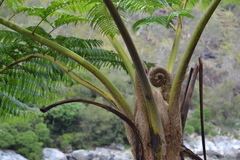 Sphaeropteris intermedia