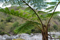 Sphaeropteris intermedia