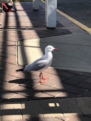Chroicocephalus novaehollandiae
