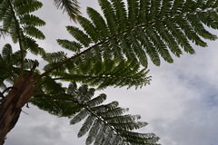 Sphaeropteris intermedia