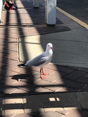 Chroicocephalus novaehollandiae